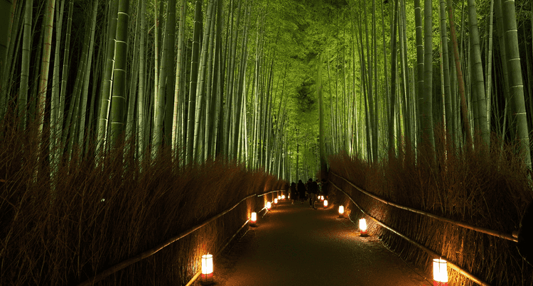 Image of a bamboo forest in Kyoto.